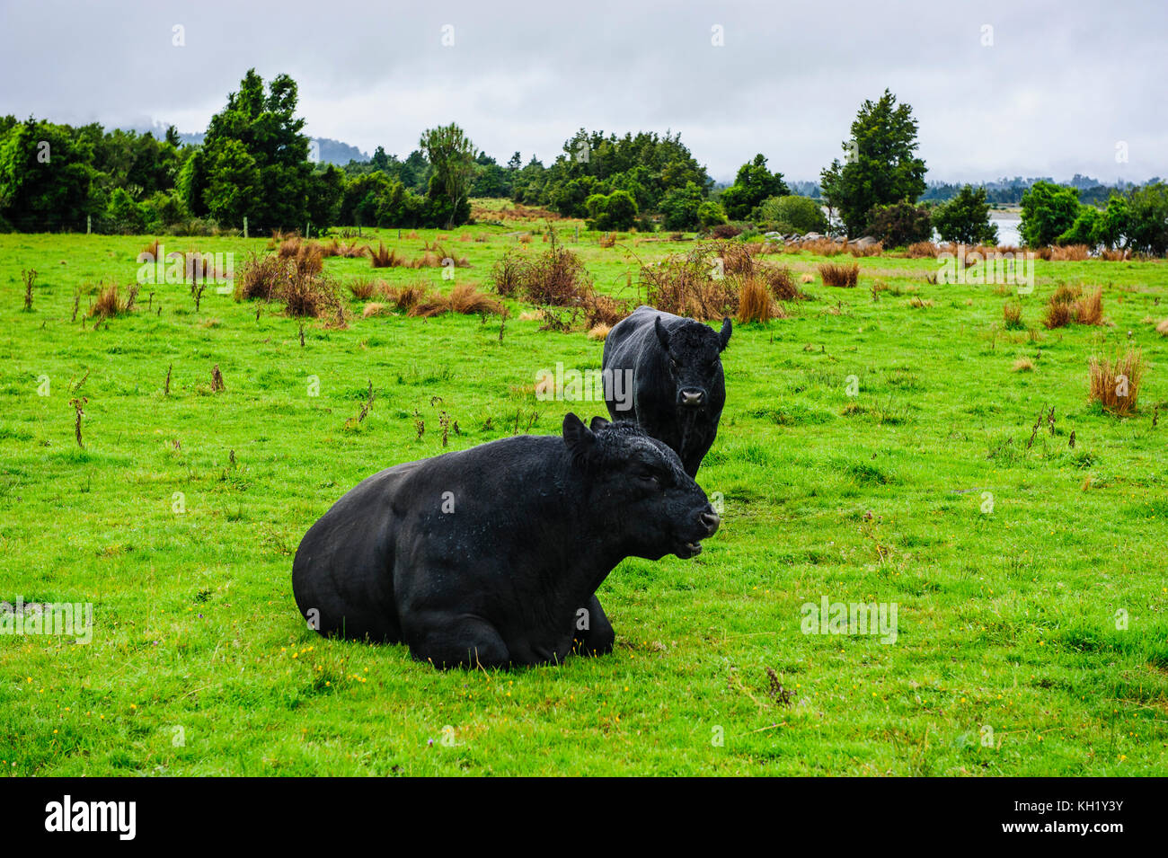 Cows field in new zealand hi-res stock photography and images - Alamy