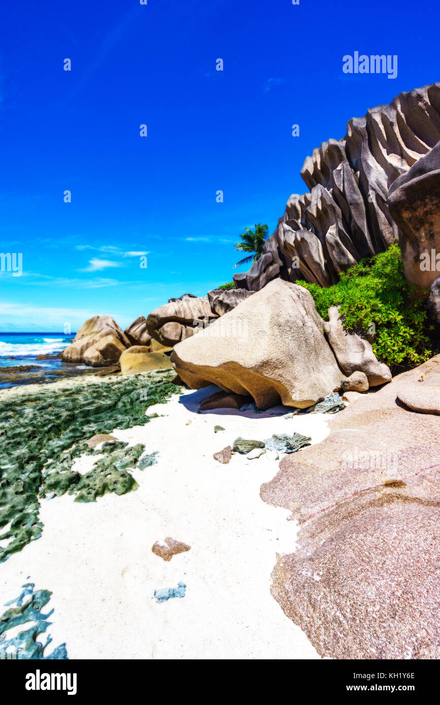 Coral reef in the white sand and big granite rocks with palm trees on it at the beautiful beach of grand anse, la digue, seychelles Stock Photo