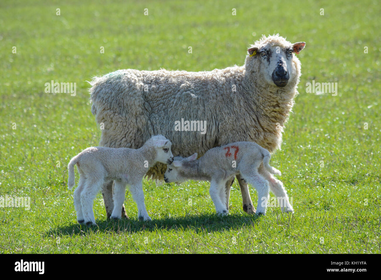 Two newborn twin lambs feeding with their mother standing in a field on a sunny day Stock Photo