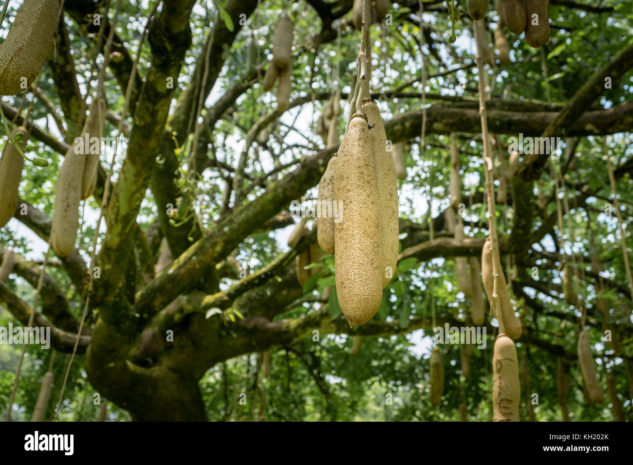 Kigelia africana hi-res stock photography and images - Alamy