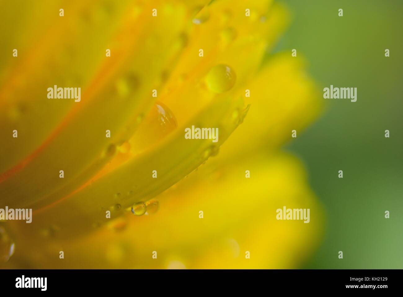 Macro texture of yellow flower petals with water dew drops Stock Photo
