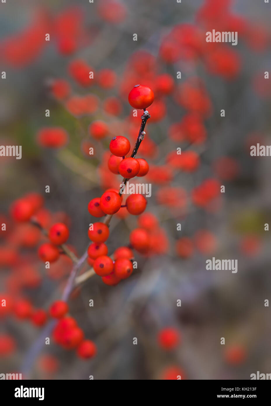 Winterberries or deciduous holly growing wild in a Canadian wetland. Stock Photo
