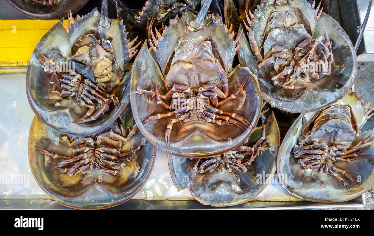 Freshness Horseshoe Crab For Sale On The Fresh Market Stock Photo - Alamy