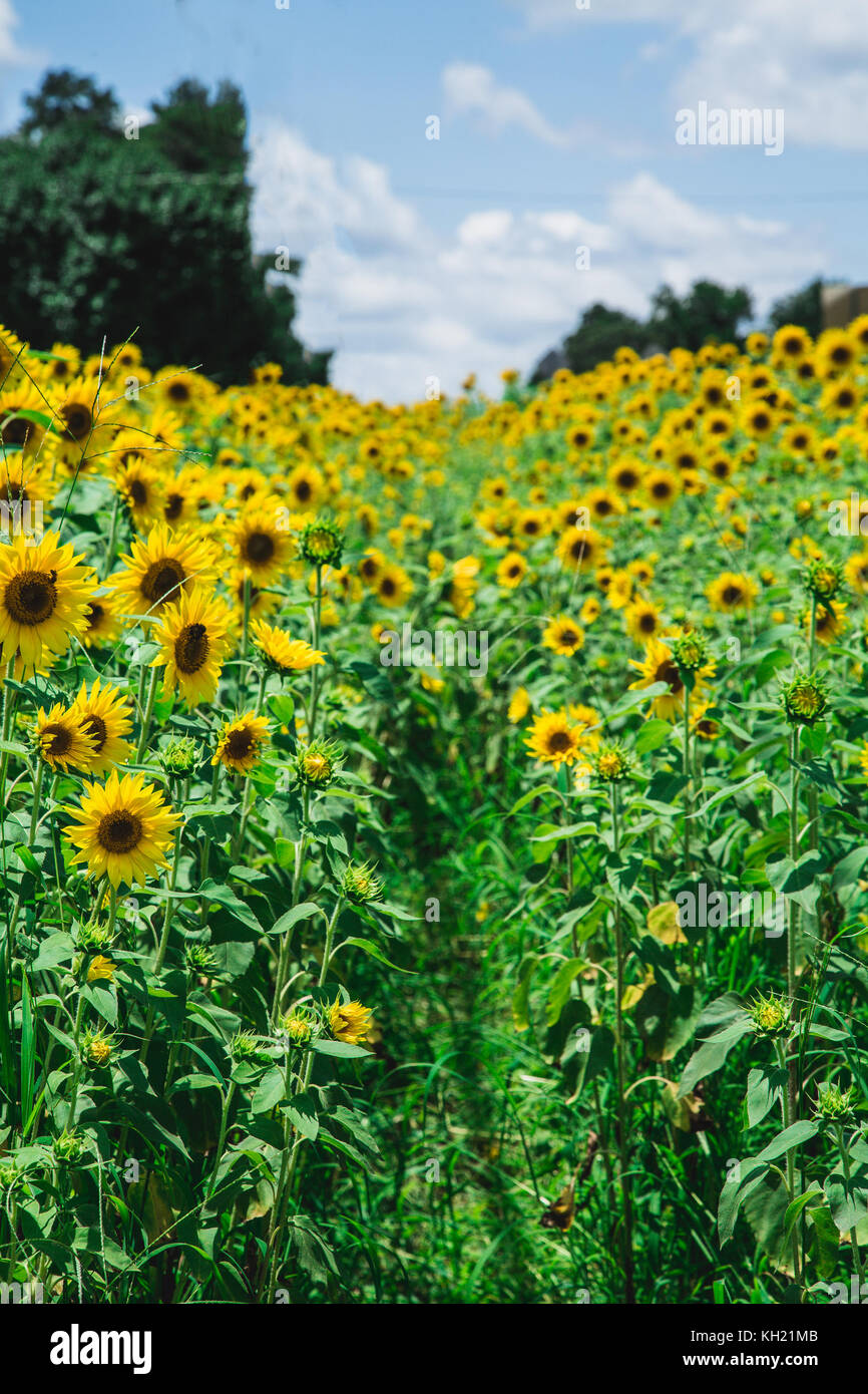 A field of brilliant yellow sunflowers in a sunny, summer field Stock ...