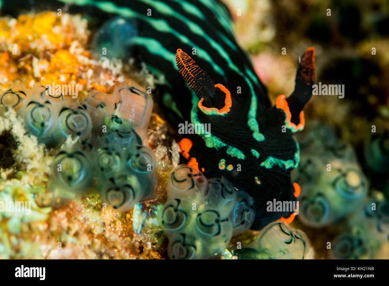 Green nudibranch hi-res stock photography and images - Alamy