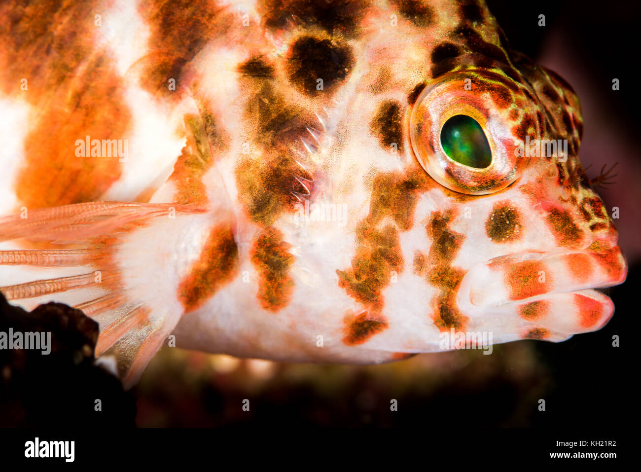 threadfin hawkfish on a coral reef Stock Photo Alamy