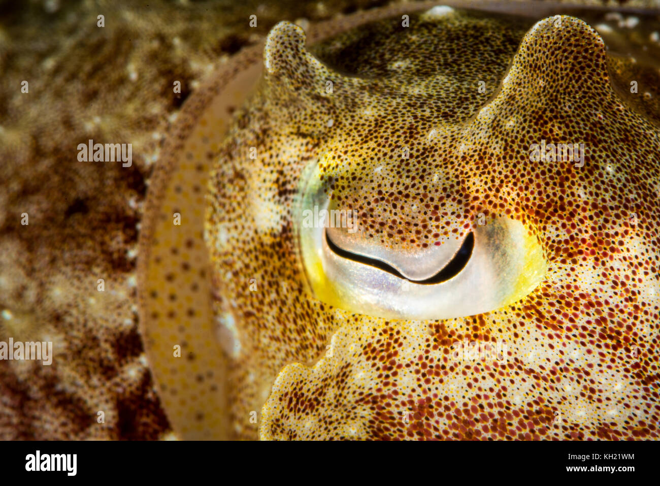 cuttlefish eye closeup Stock Photo Alamy