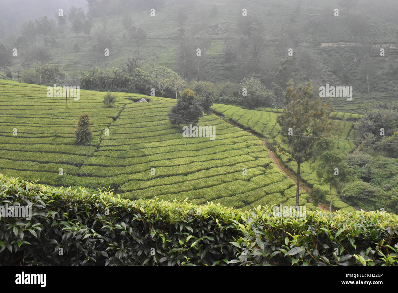 Tea Gardens in South Indian State Kerala Stock Photo