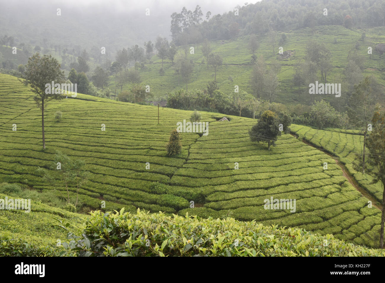 Tea Gardens in South Indian State Kerala Stock Photo
