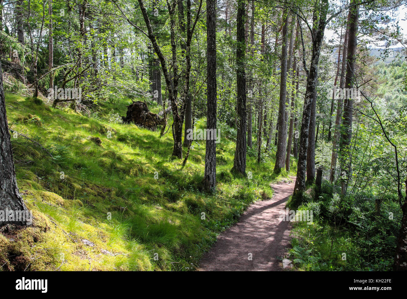 Woodland walk at Corrieshalloch Gorge National Nature Reserve, Scotland Stock Photo