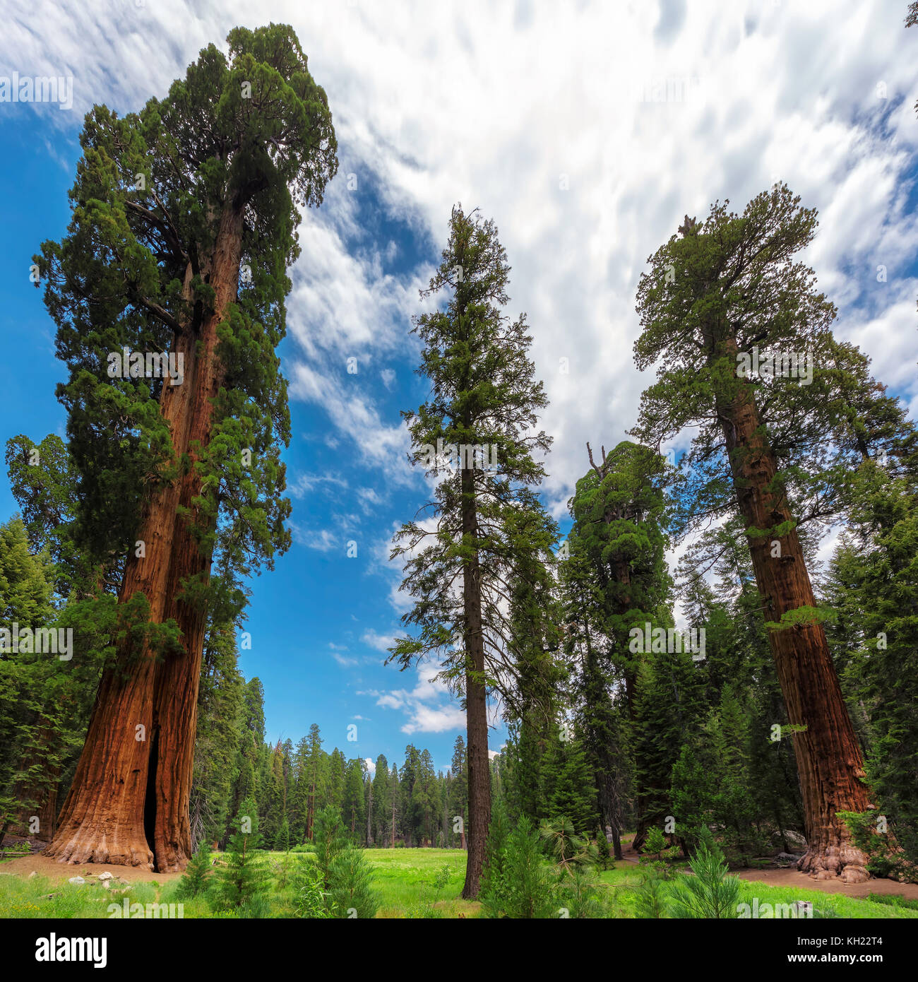 Giant redwood trees in Sequoia National Park Stock Photo