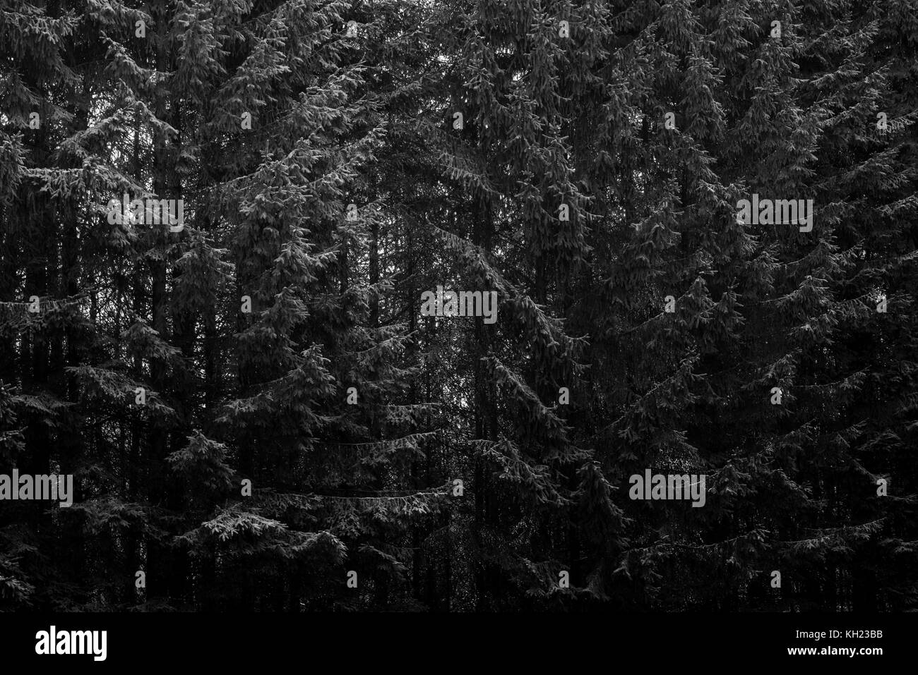 Conifer forest Black and White Stock Photos & Images - Alamy
