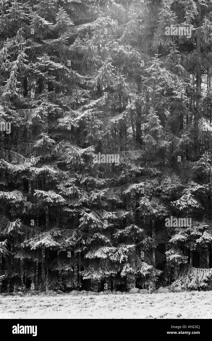 Conifer forest Black and White Stock Photos & Images - Alamy
