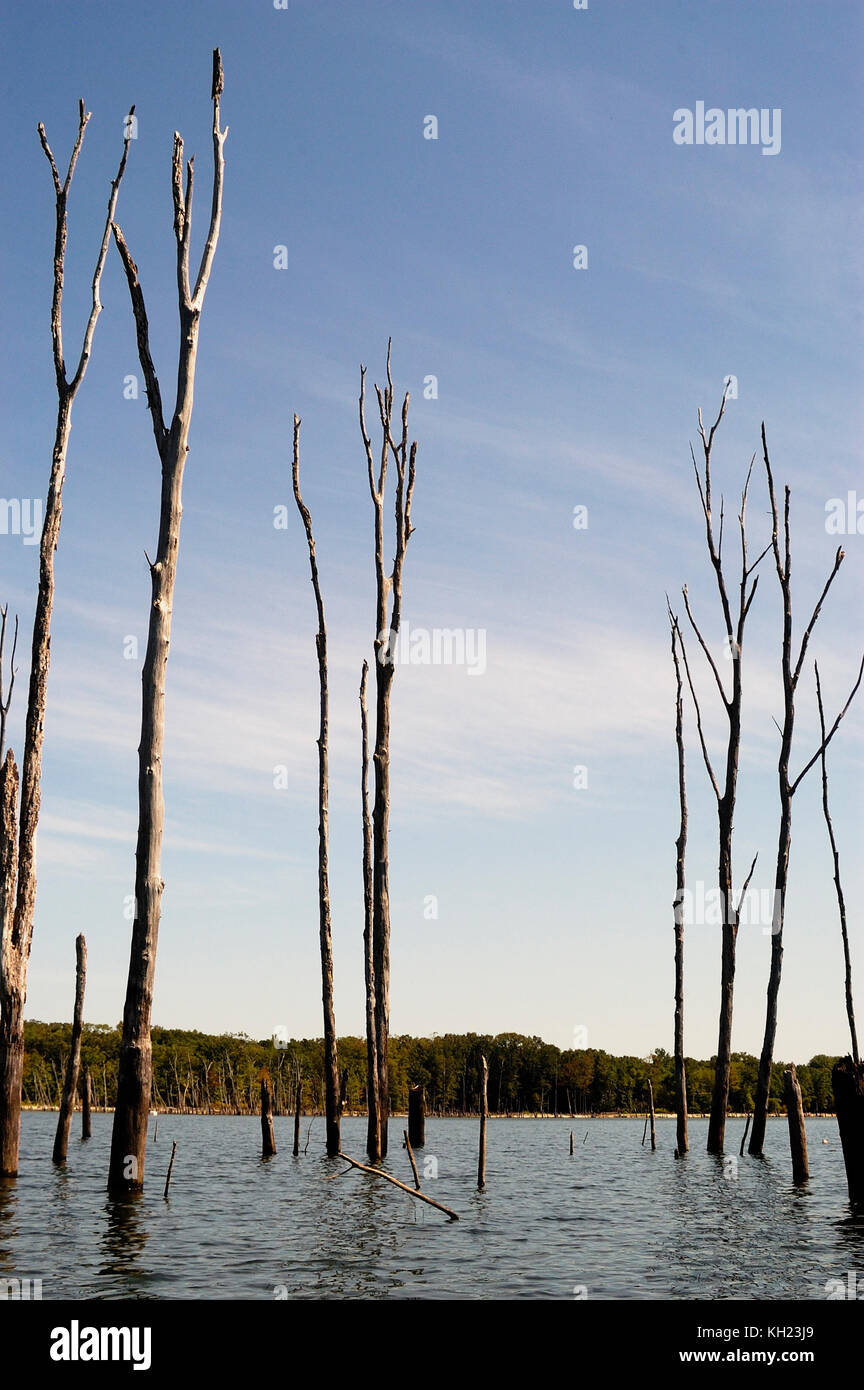 Dead trees remaining after flooding to form Manasquan Reservoir, New Jersey Stock Photo