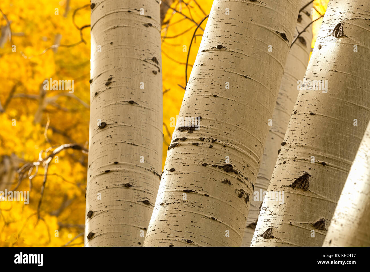 close up of the quaking aspen tree trunks (Populus tremuloides), with