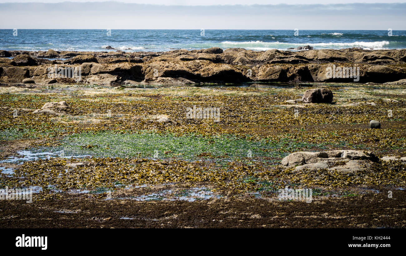 Beautiful colours from the algae on the rocks along the beach/coast trails (West Coast Trail, Vancouver Island, BC, Canada) Stock Photo