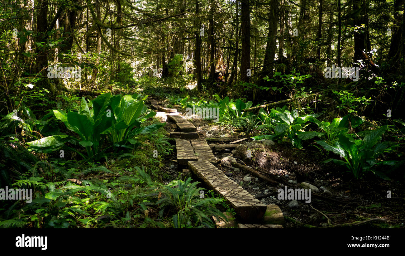 Many parts of the trail are spent walking over wooden boards to avoid the mud (West Coast Trail, Vancouver Island, BC, Canada) Stock Photo