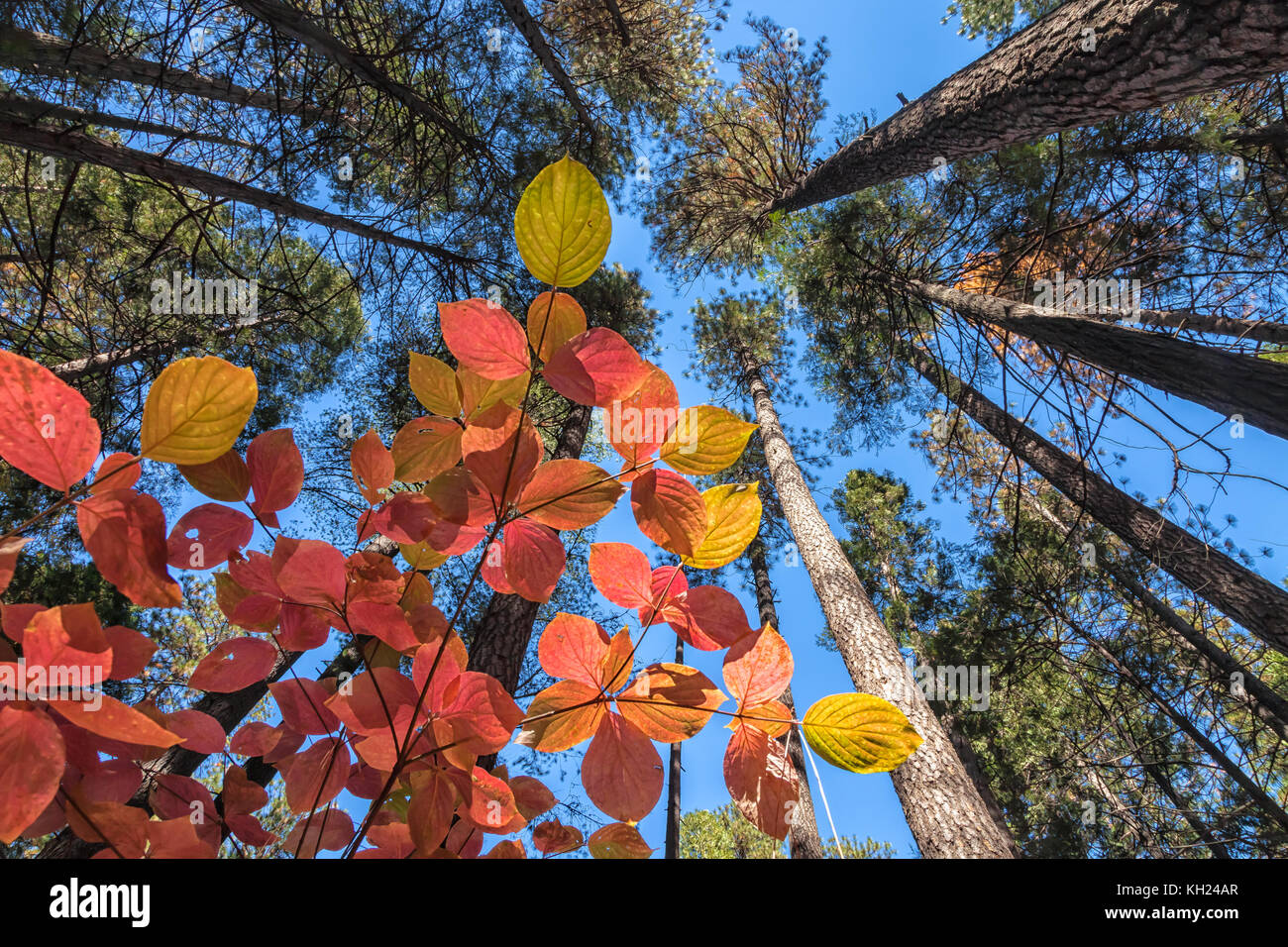 Pacific dogwood leaves in autumnal foliage with ponderosa pines, at low camera angle looking up, Yosemite National Park, California, United States. Stock Photo