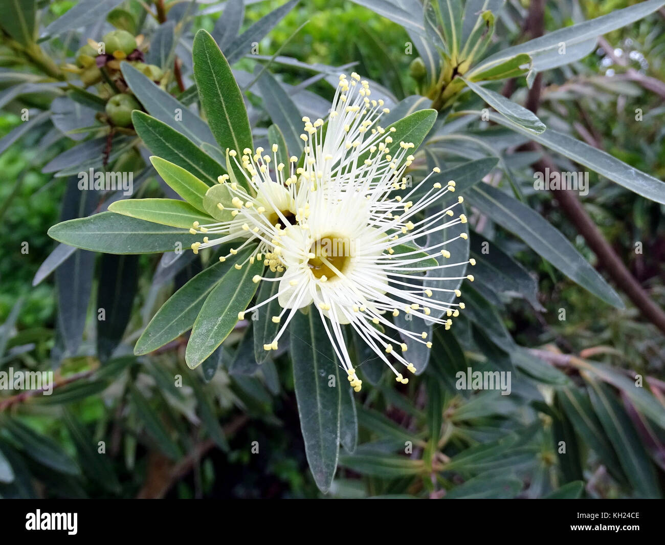 The white flower of a gum tree in full bloom in Australia Stock Photo