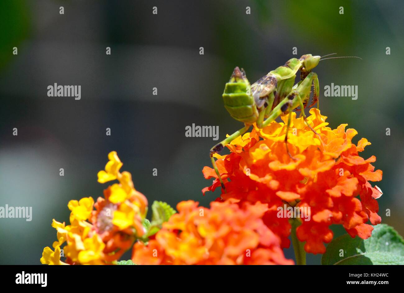 Praying Mantis on lantana flowers in Kampot, Cambodia Stock Photo