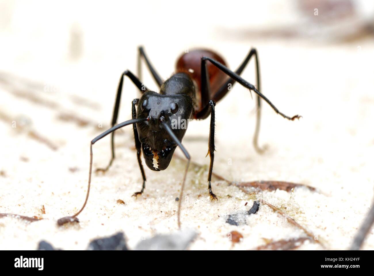 Close-up of a giant wood ant; camponotus gigas dinomyrmex sp Stock Photo