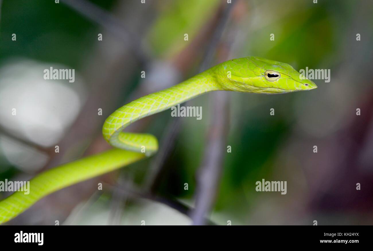 Head shot of a green vine snake taken in scrub near a Bornean beach Stock Photo