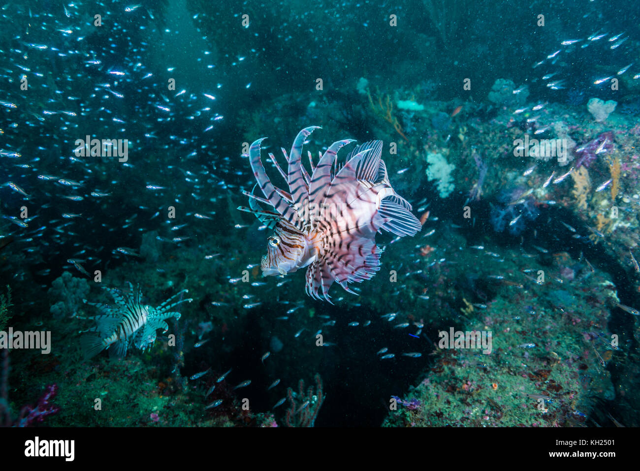 Luna lion fish (Pterois lunulata  Temminck & Schlegel, 1843 ) and coral reef with fish cloud. Owase, Mie, Japan Stock Photo