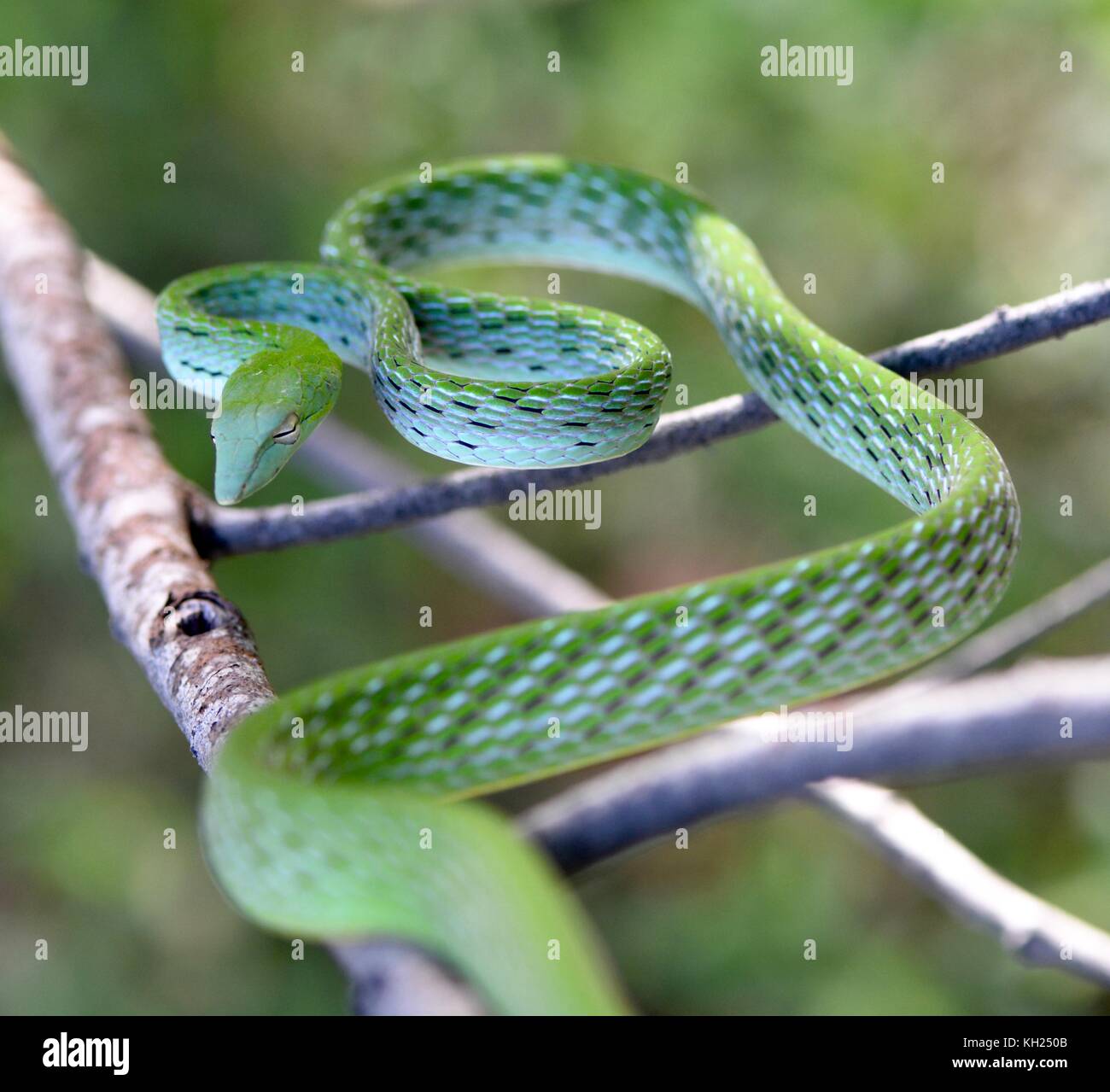 Green vine snake in a defensive posture Stock Photo