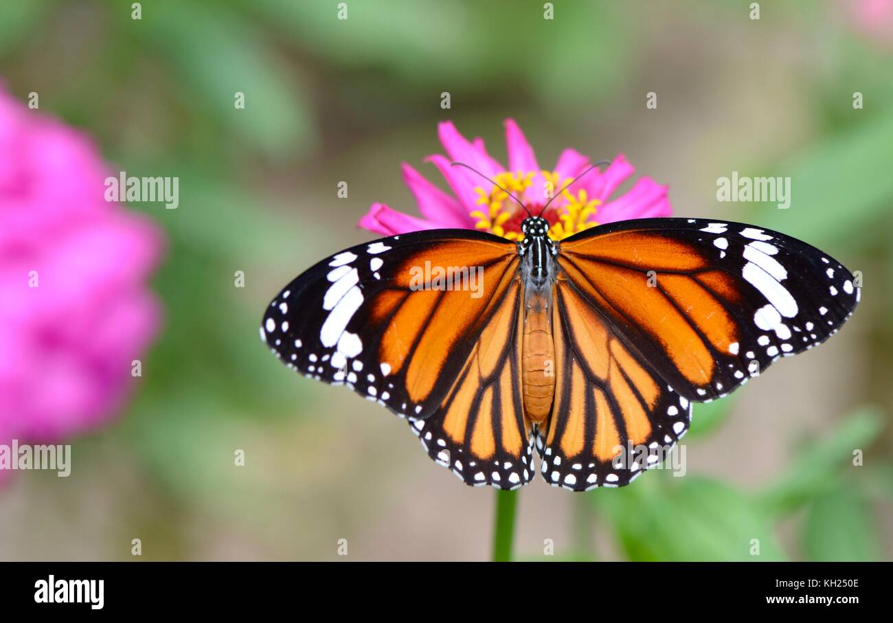Common tiger butterfly feeding on a pink daisy in the midday sun Stock Photo