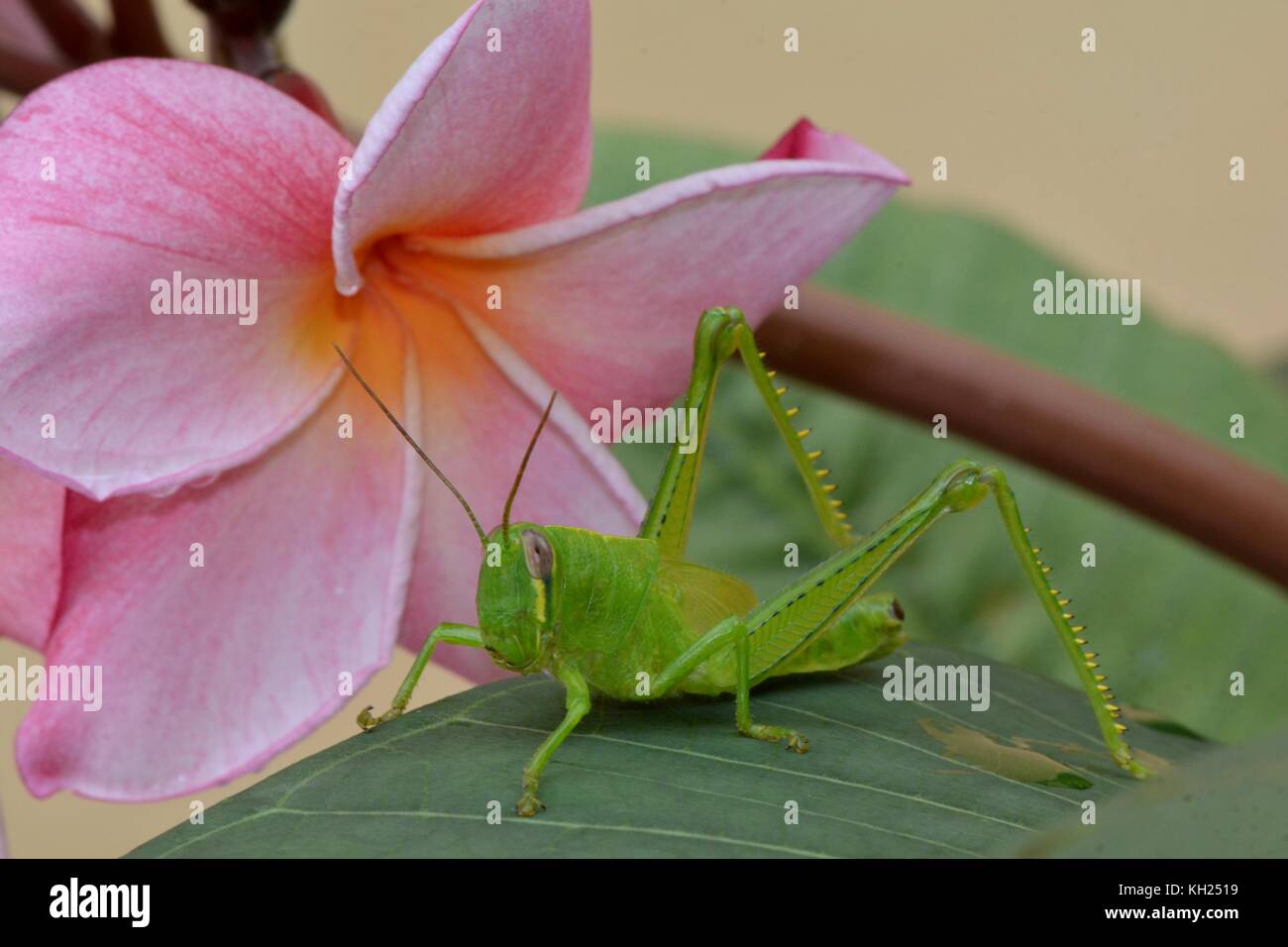 Grasshopper and pink frangipani flower Stock Photo
