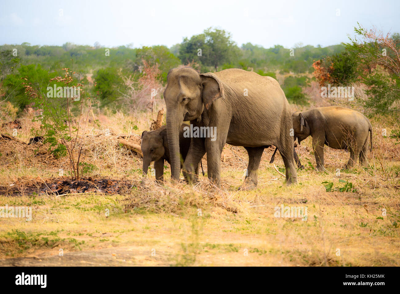 Wild Elephants in Sri Lanka Stock Photo