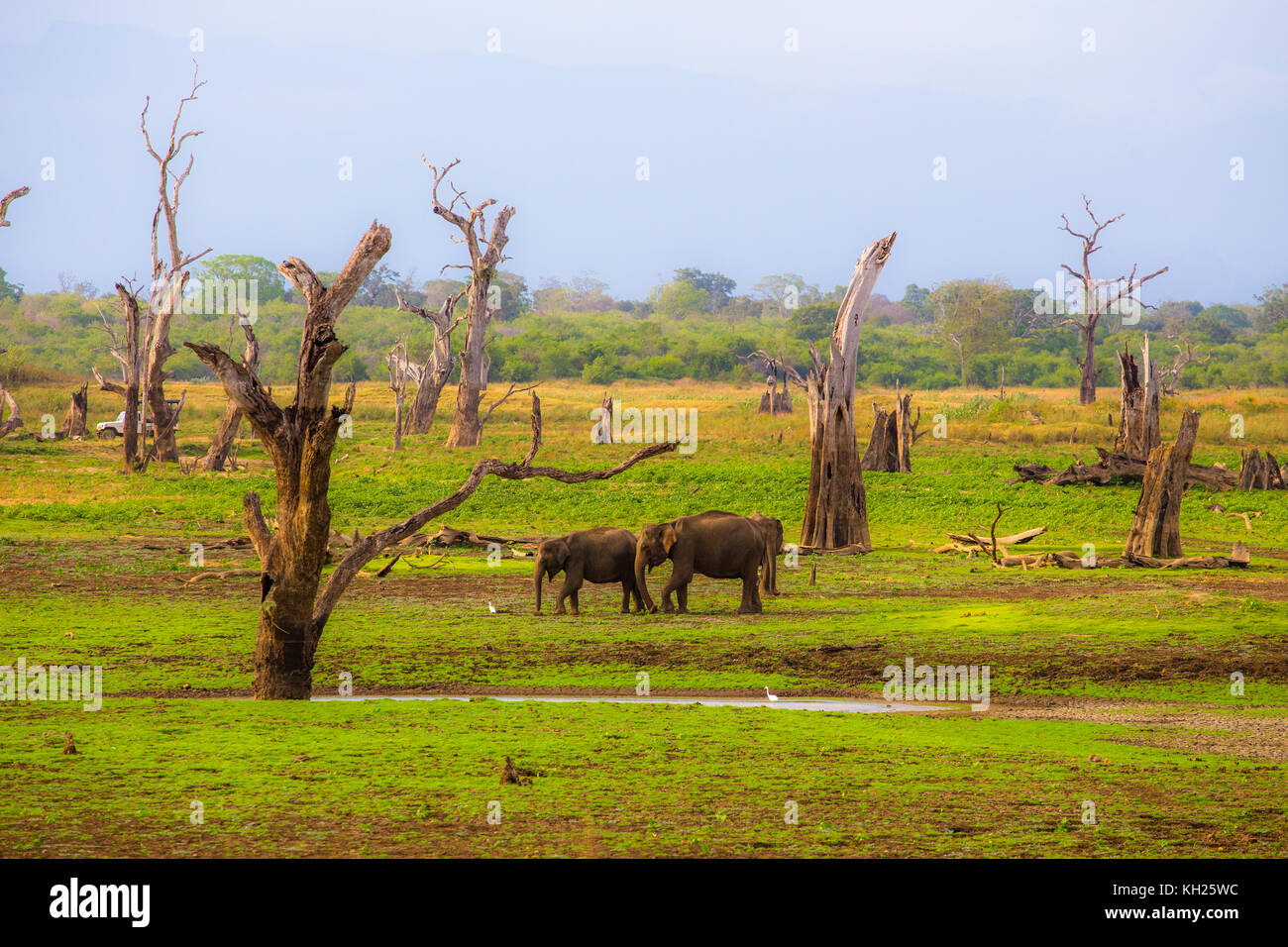 Wild Elephants in Sri Lanka Stock Photo
