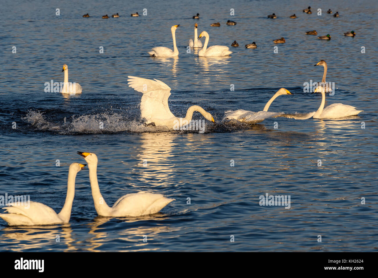 The picturesque scene with swans that swim, fight and bite on the lake on a frosty sunny day Stock Photo