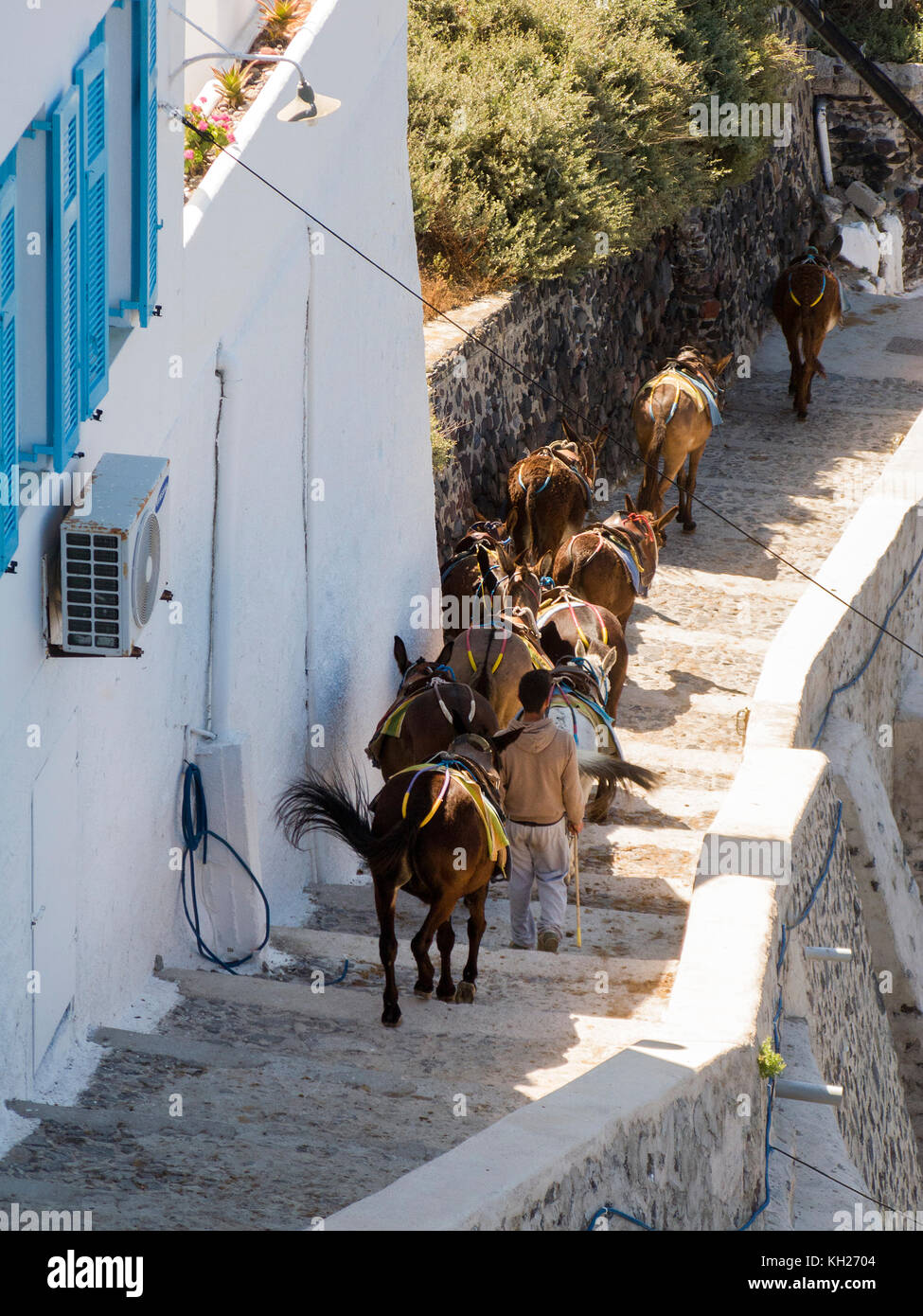 Donkeys on the way down from Thira to the old harbour, to pick up tourists for the next ride up the Scala, Santorin island, Cyclades, Aegean, Greece Stock Photo