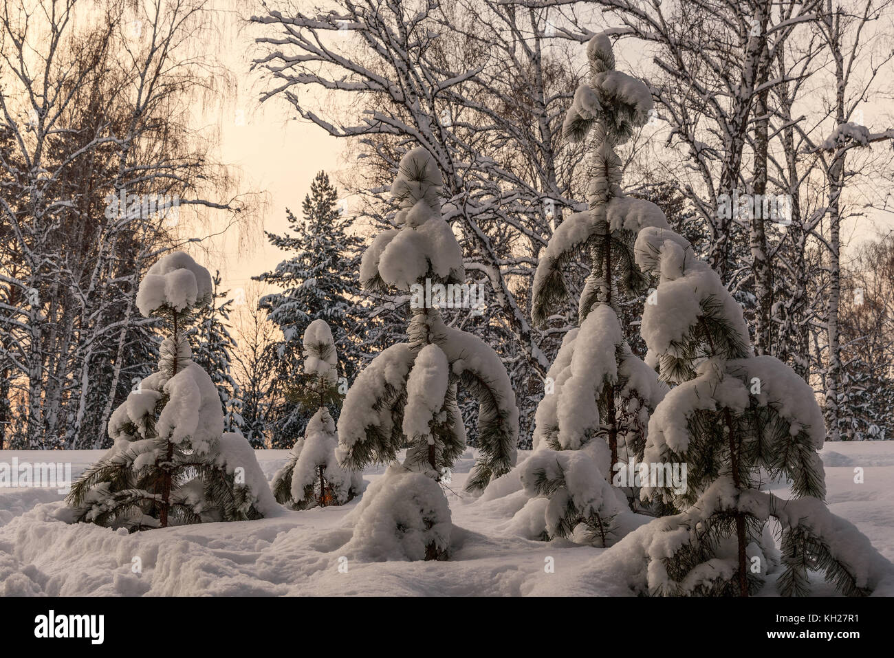 Beautiful winter view with small spruce trees with snow on the branches ...