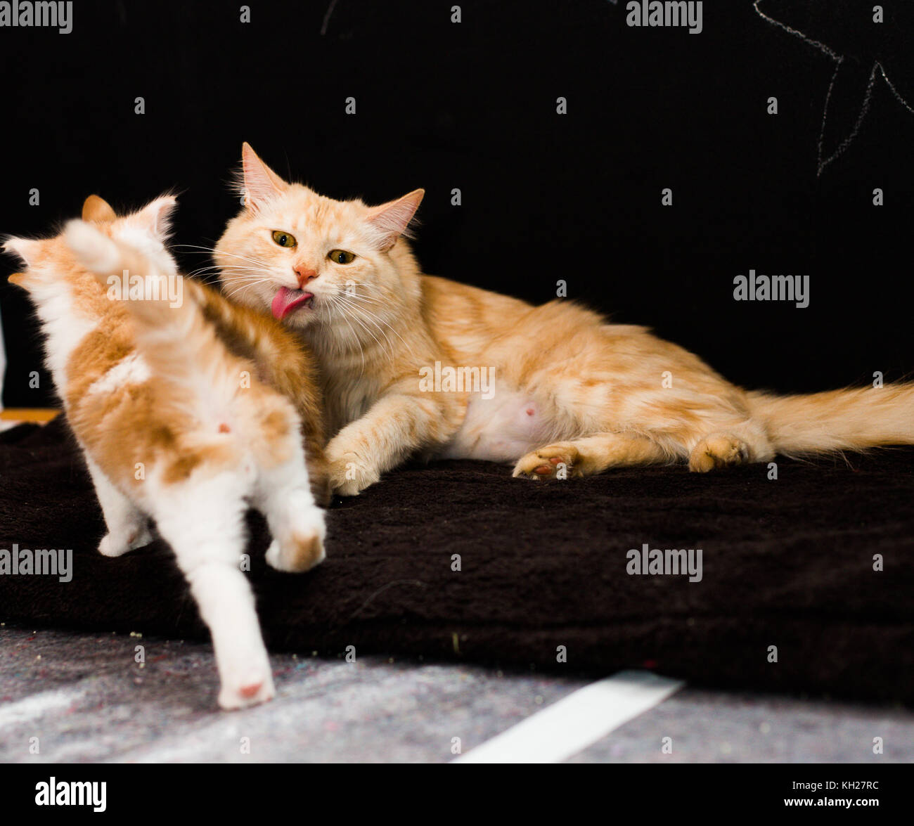 kitten mother is licking her children Stock Photo