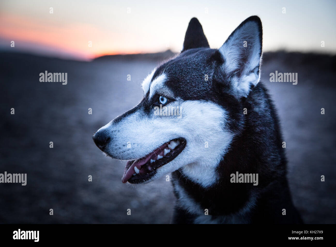 husky rocking horse