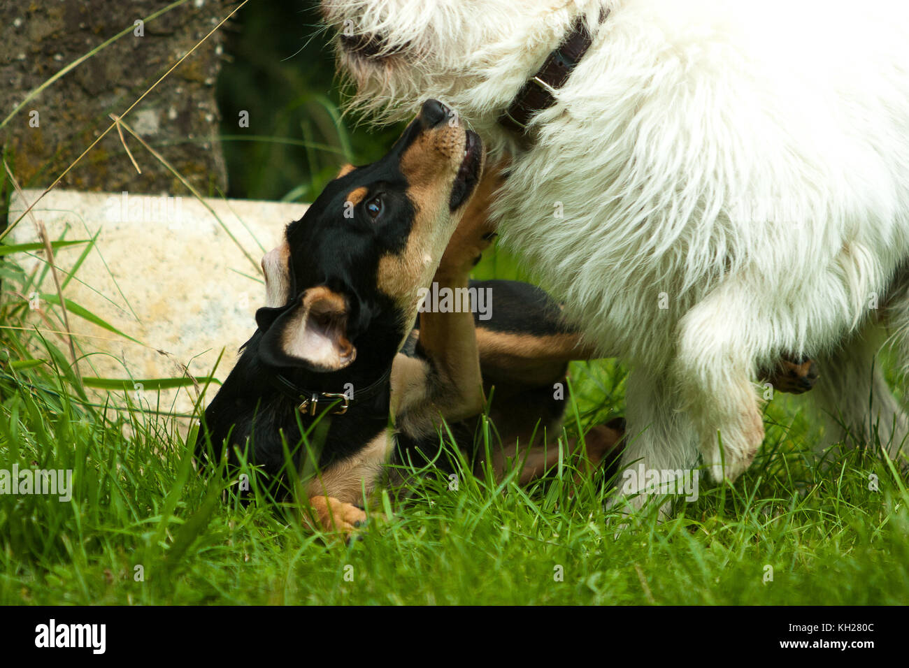 two dogs playing Stock Photo - Alamy