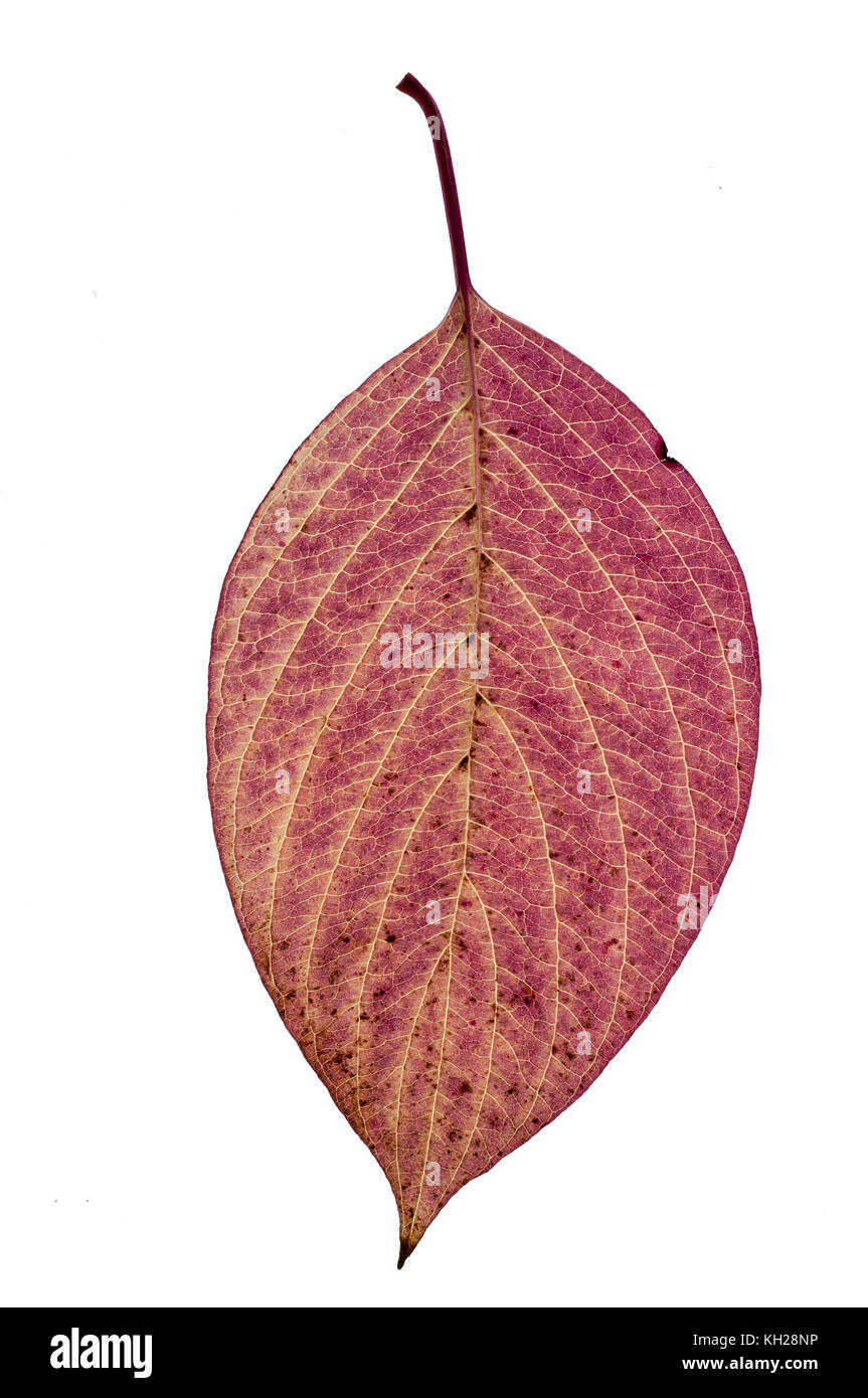 Close up of a leaf of dogwood showing red autumn colour Stock Photo