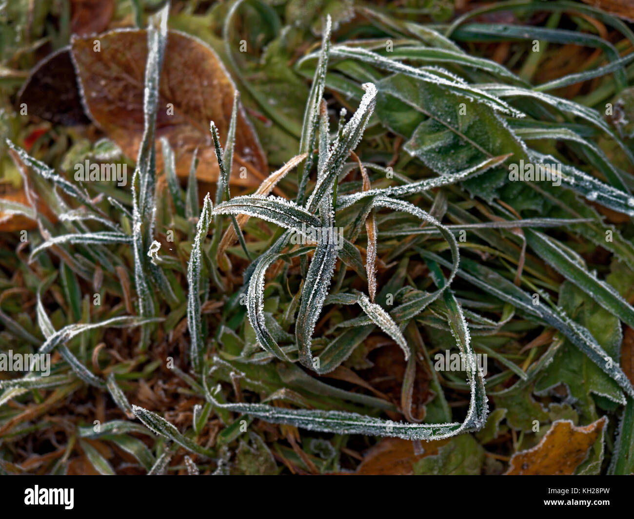 Grass covered with hoarfrost hi-res stock photography and images - Alamy