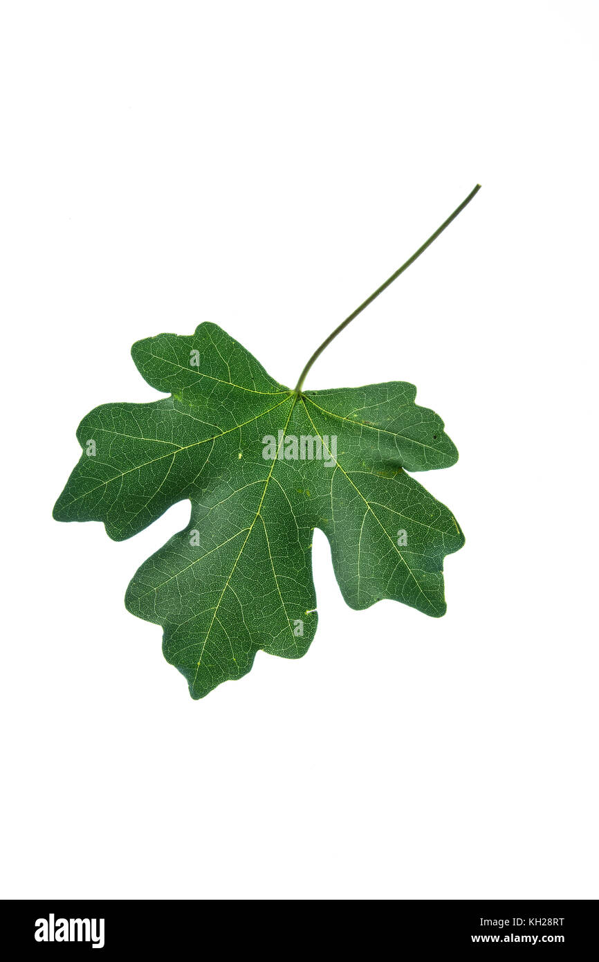 Close up of a single green field maple leaf Stock Photo