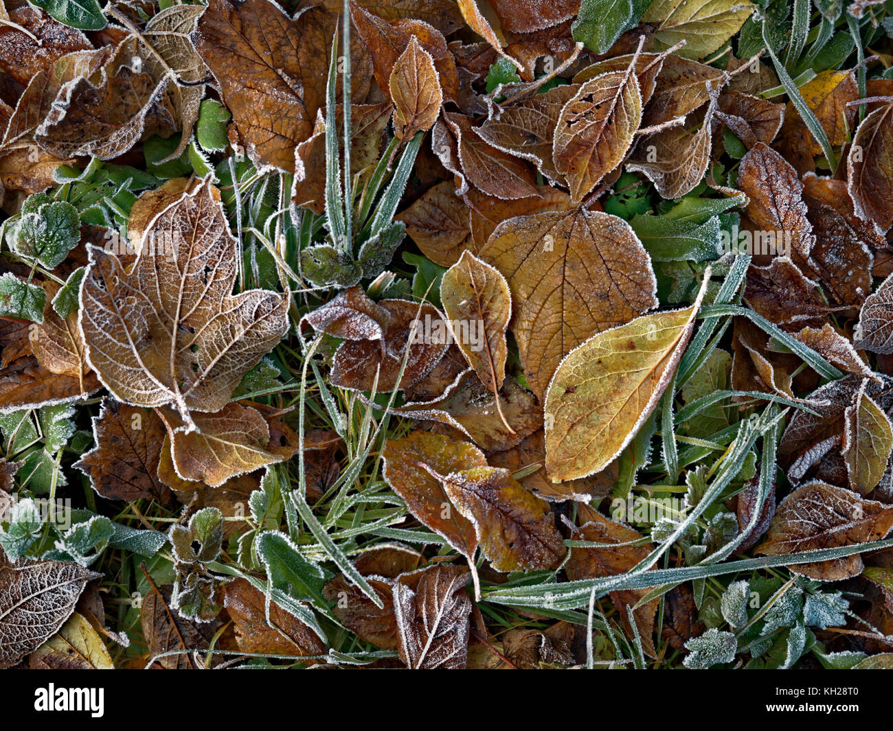 Grass covered with hoarfrost hi-res stock photography and images - Alamy