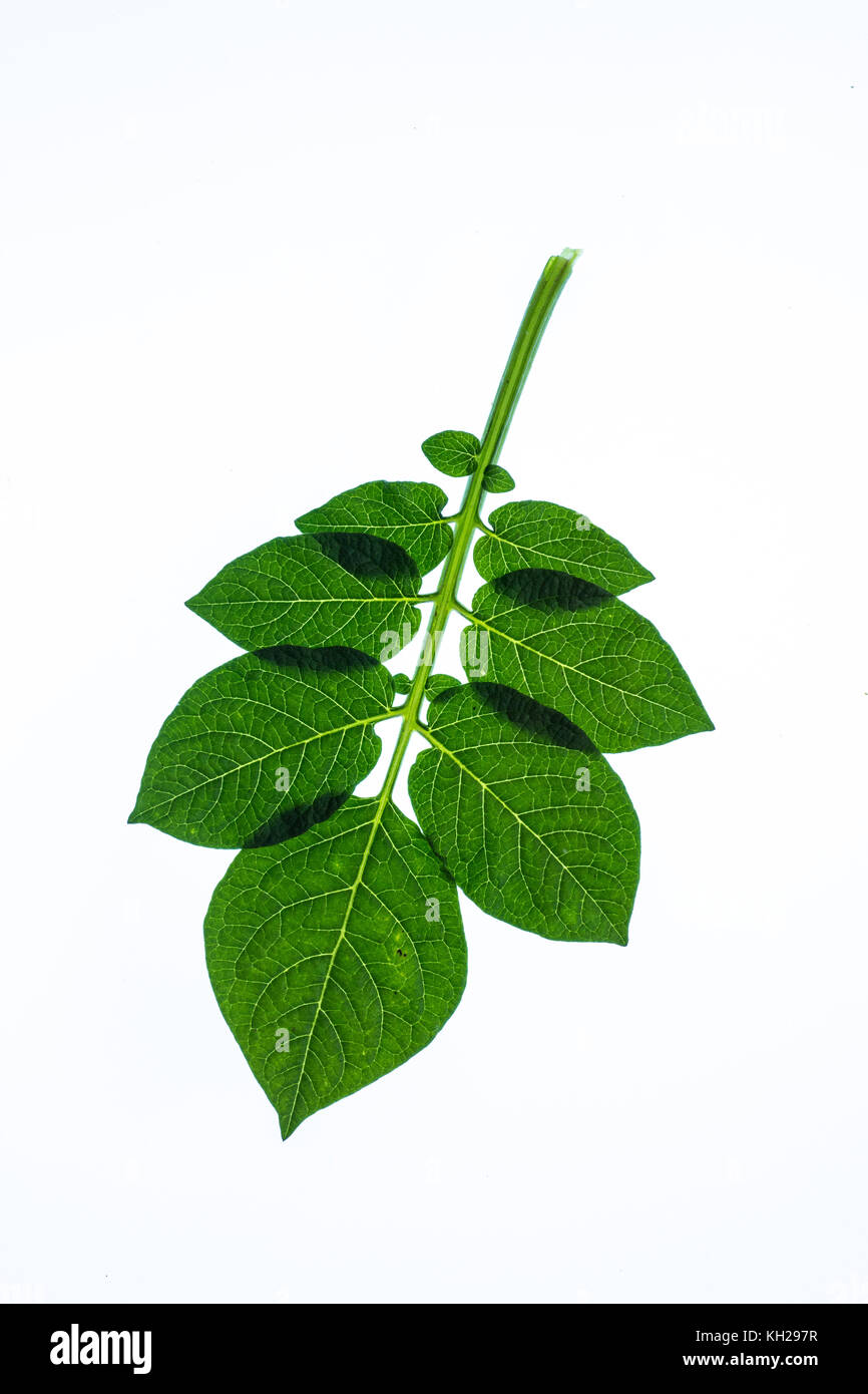 Close up of a single potato leaf on a flat white background Stock Photo