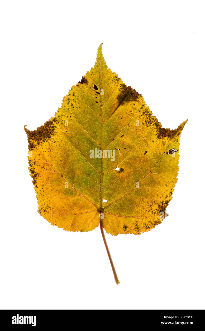 Close up of a snakebark maple leaf showing autumn colour on a white background Stock Photo
