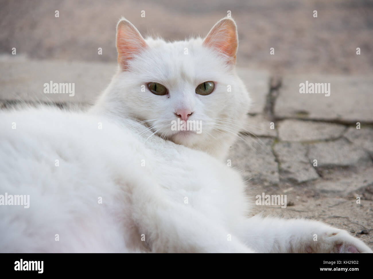 White furry cat laying on a road looking into the camera Stock Photo