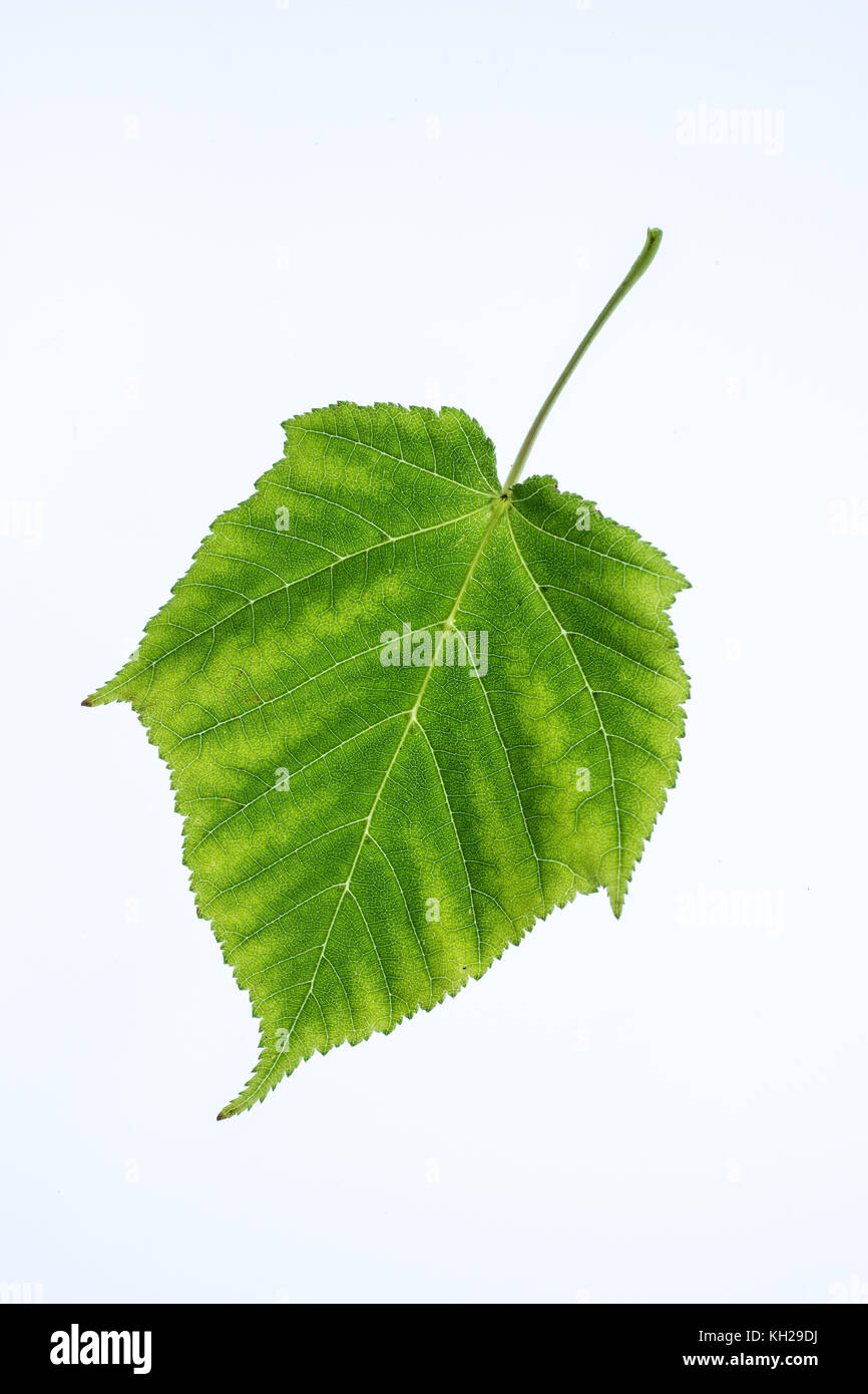 Close up maple leaf hi-res stock photography and images - Alamy