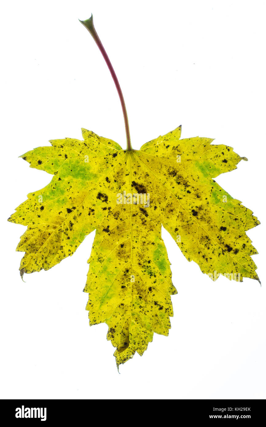 Close up of a sycamore leaf beginning to show autumn colour against a white background Stock Photo