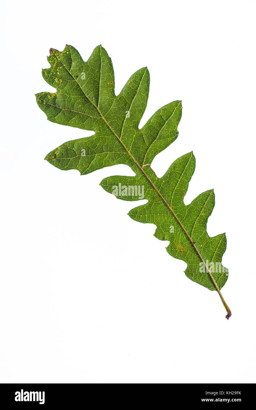 Close up of the underside of a turkey oak leaf against a white background Stock Photo