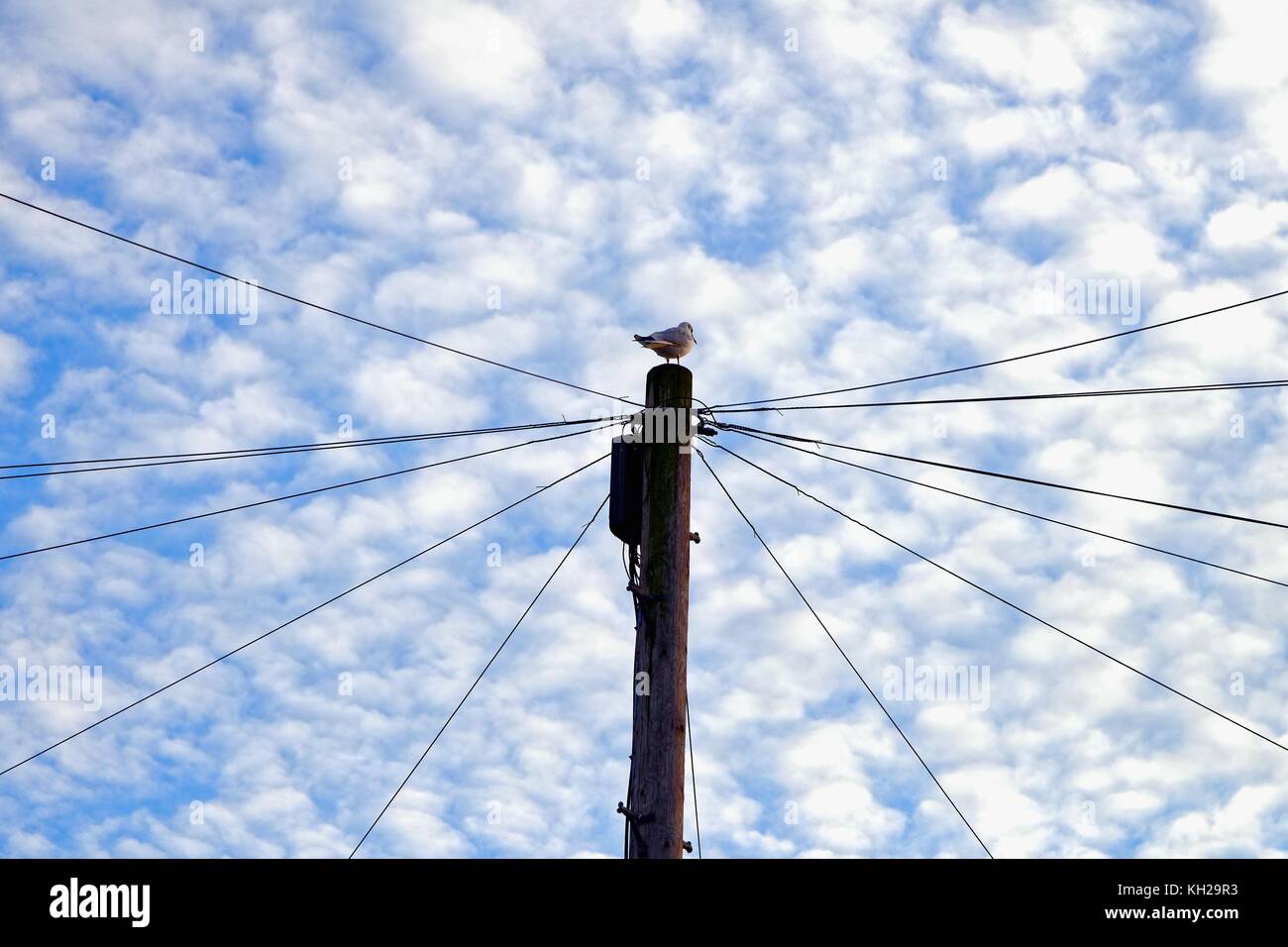Bird sitting on top of a British telecom telegraph pole against a background of a mackerel sky Stock Photo