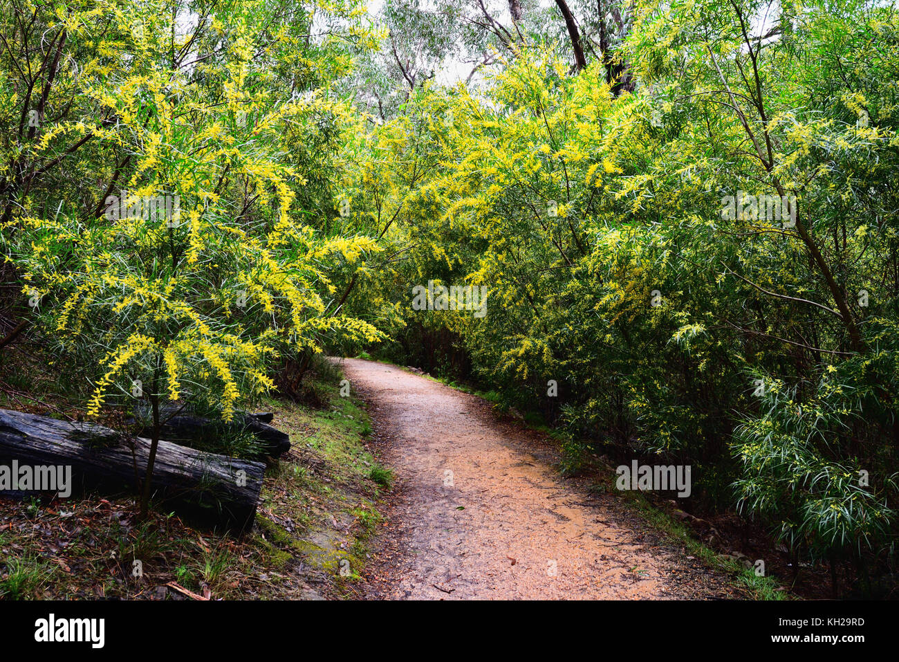 Australia VIctoria. A forest path that leads to the Silverband Falls in the Grampians National Park surrounded by golden wattle in early spring. Stock Photo